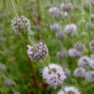 Mentha pulegium