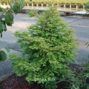 Metasequoia glyptostroboides 'Hamlet's Broom'