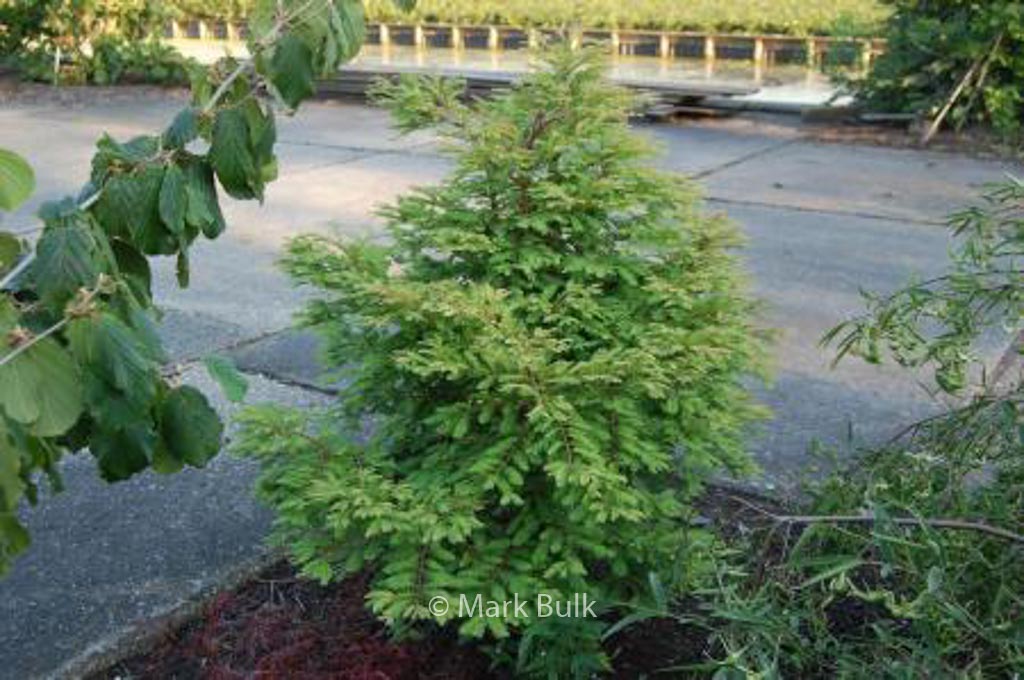 Metasequoia glyptostroboides 'Hamlet's Broom'