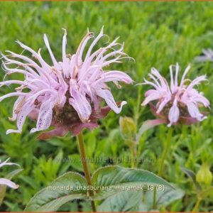 Monarda bradburiana 'Maramek'