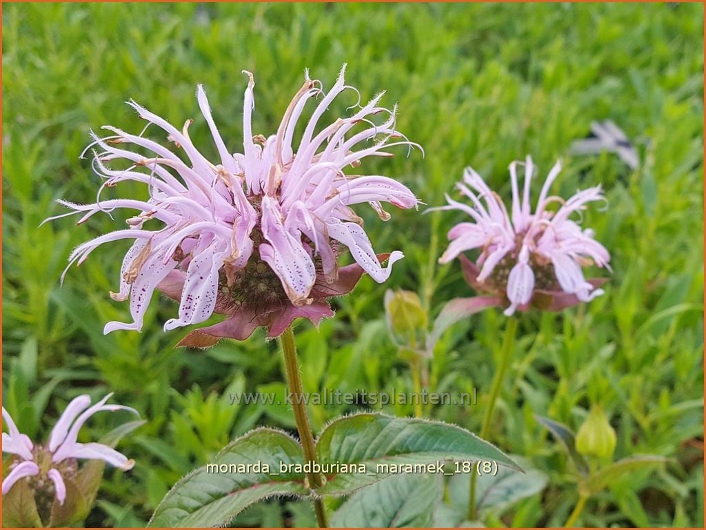 Monarda bradburiana 'Maramek'