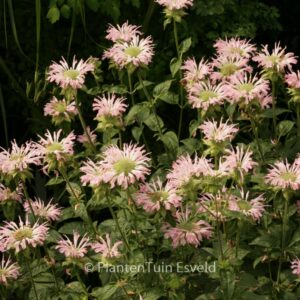 Monarda 'Fishes'