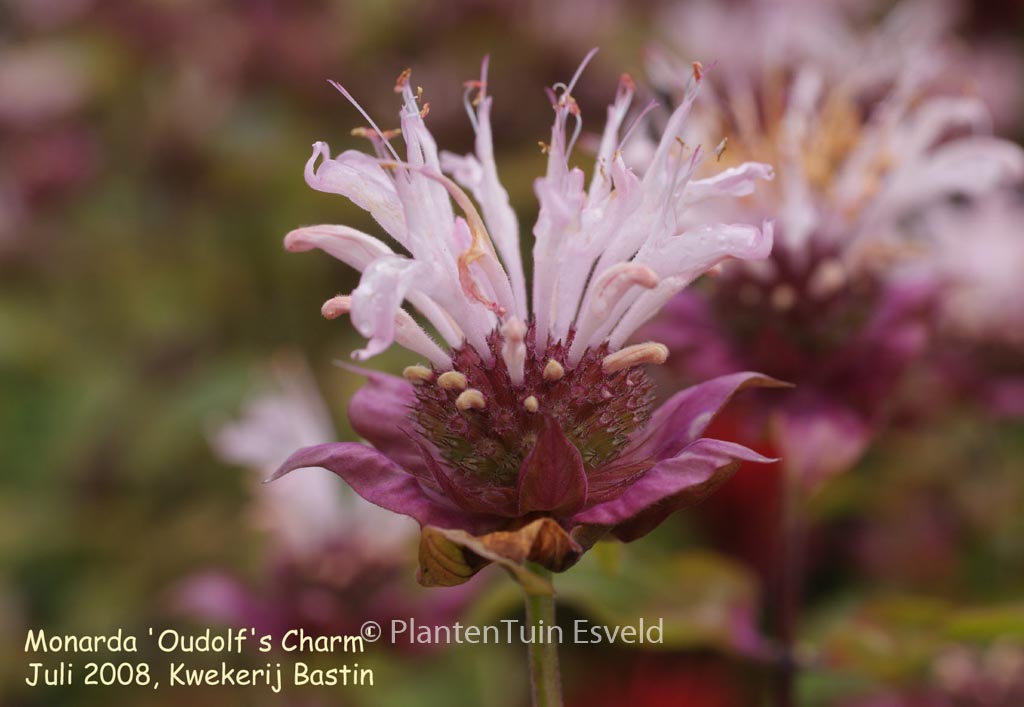 Monarda 'Ou' Charm'