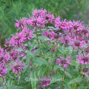 Monarda 'Scorpion'