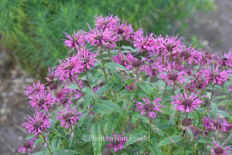 Monarda 'Scorpion'