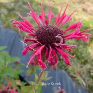 Monarda 'Talud'