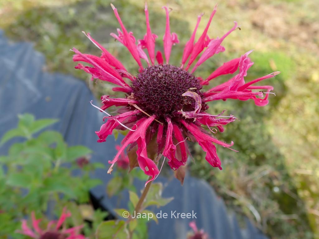 Monarda 'Talud'