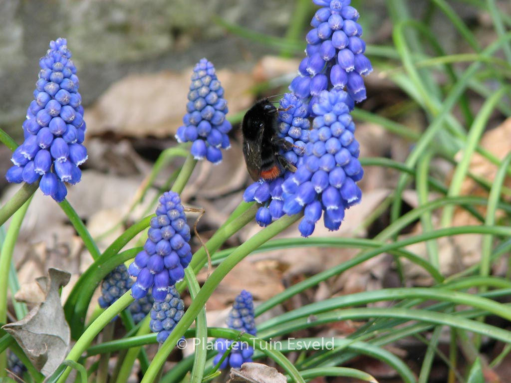 Muscari armeniacum