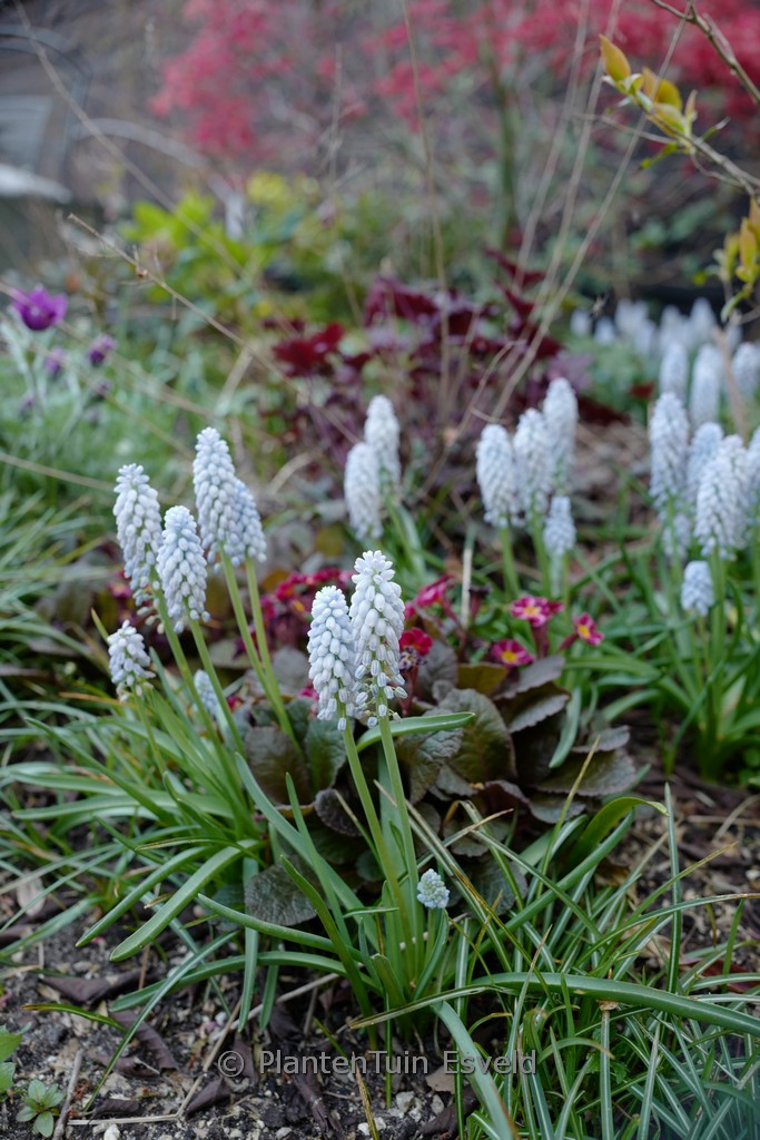 Muscari armeniacum 'Manon'