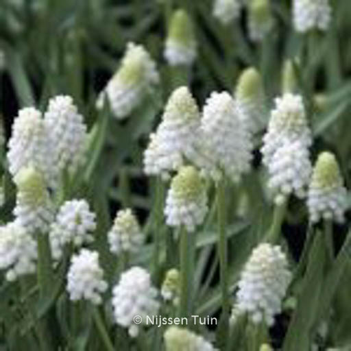 Muscari aucheri 'White Magic'