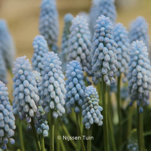 Muscari 'Baby Breath'