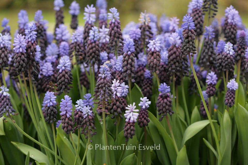 Muscari latifolium