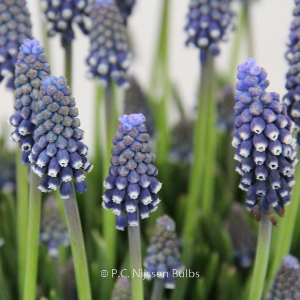 Muscari 'Night Eyes'