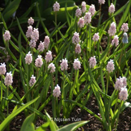 Muscari 'Pink Sunrise'