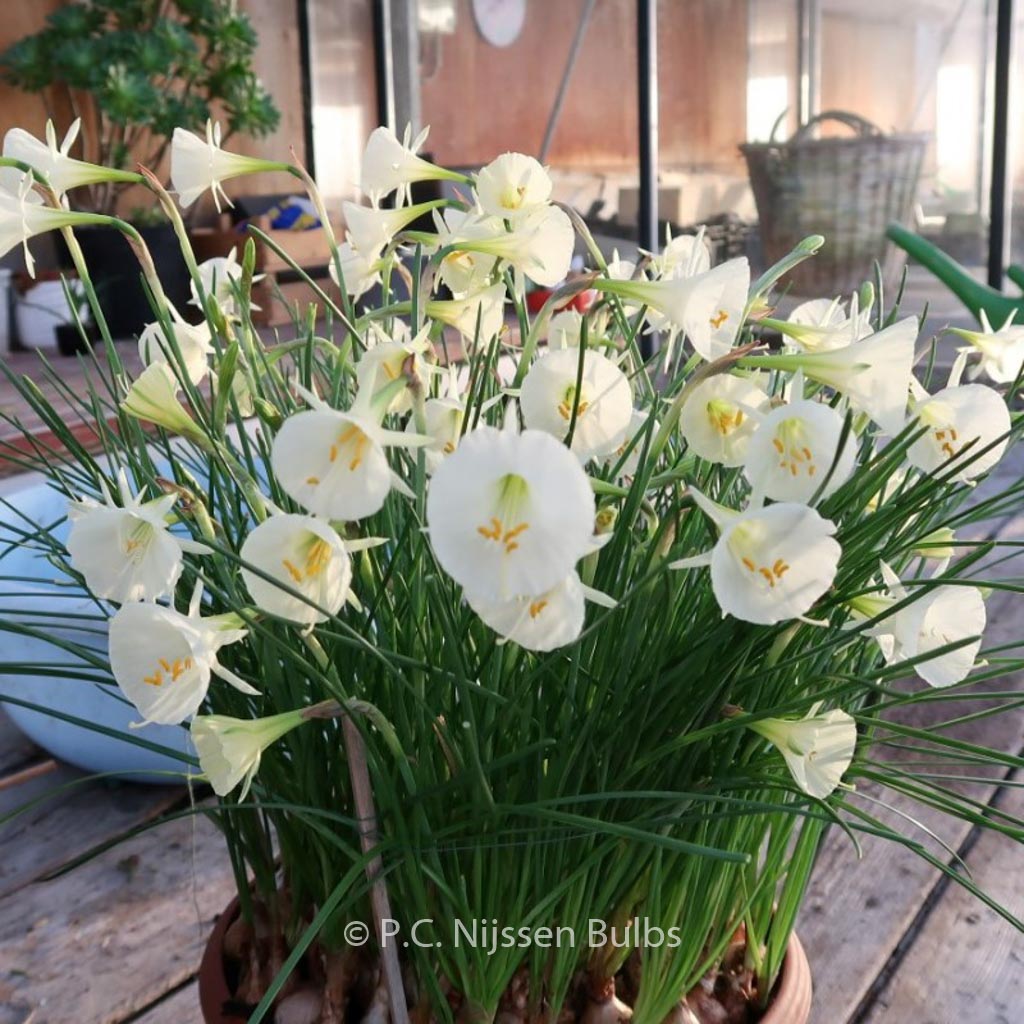 Narcissus 'Artic Bells'