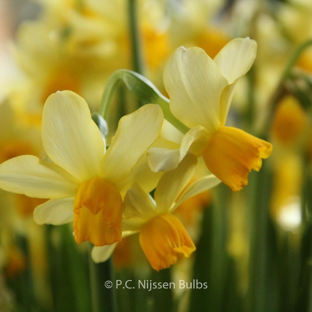 Narcissus 'Eaton Song'