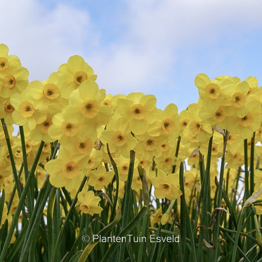 Narcissus 'Kokopellii'