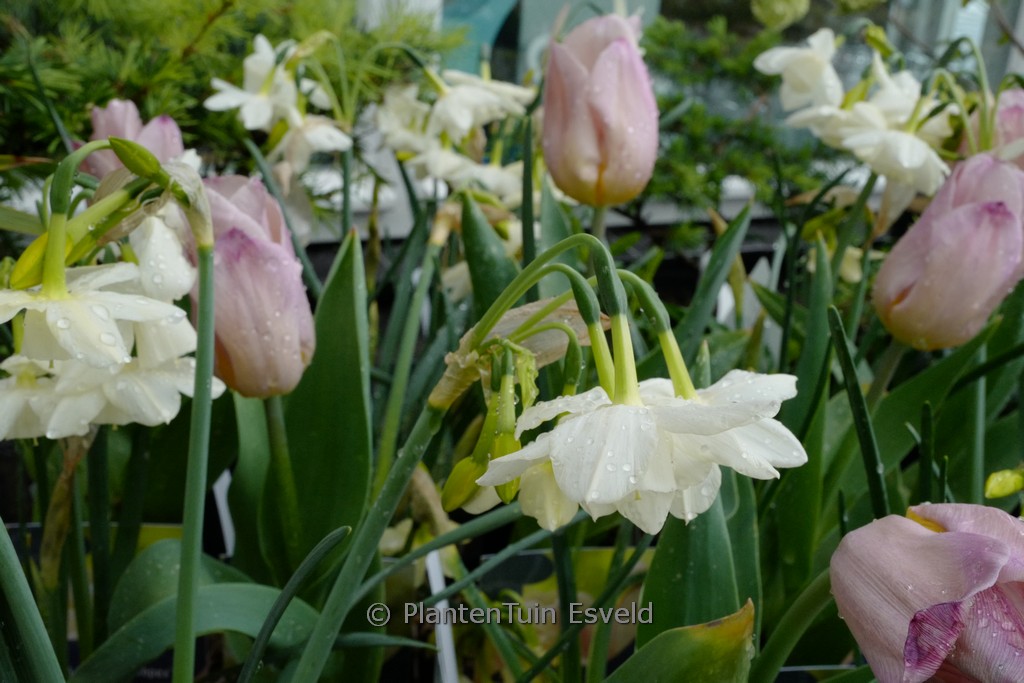 Narcissus 'Moonlight Sensation'