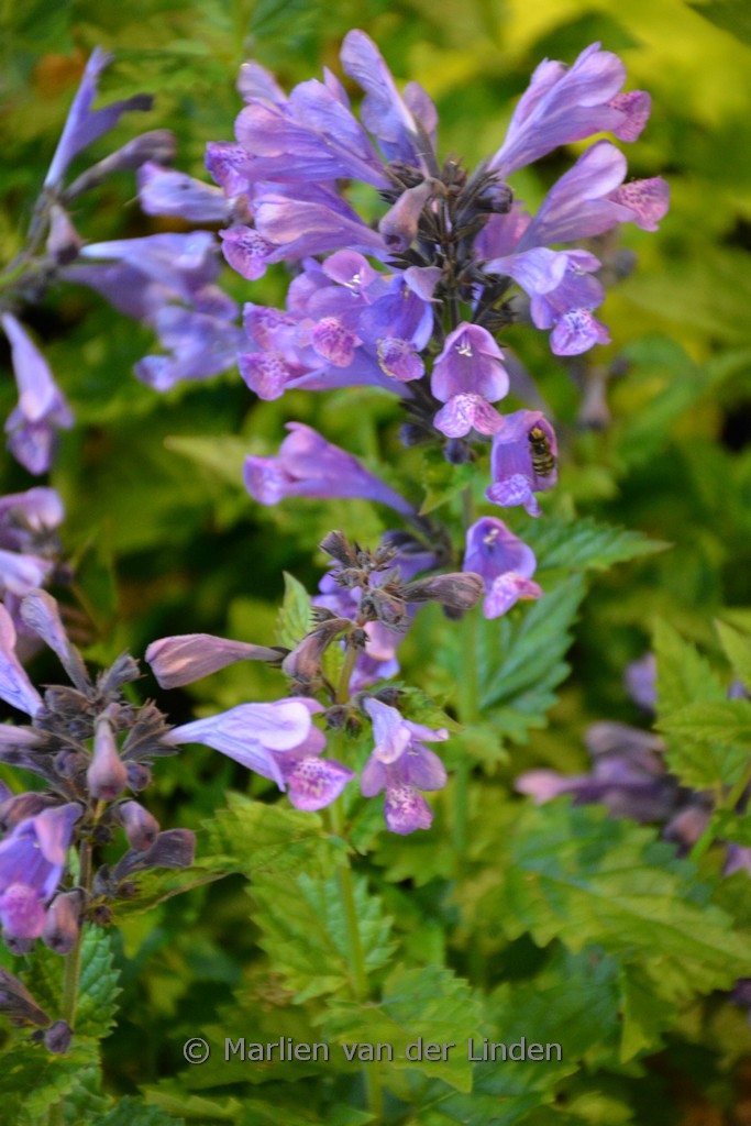 Nepeta 'Blue Dragon'