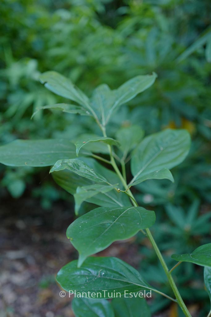 Nothaphoebe cavaleriei