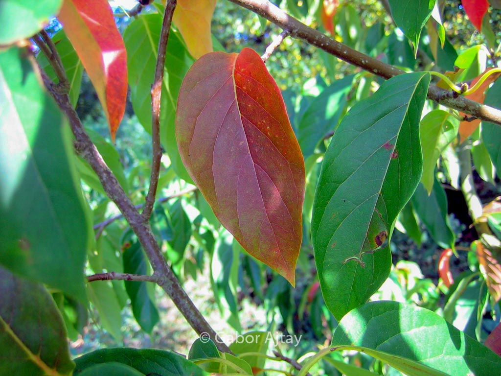 Nyssa sinensis 'Jim Russell'
