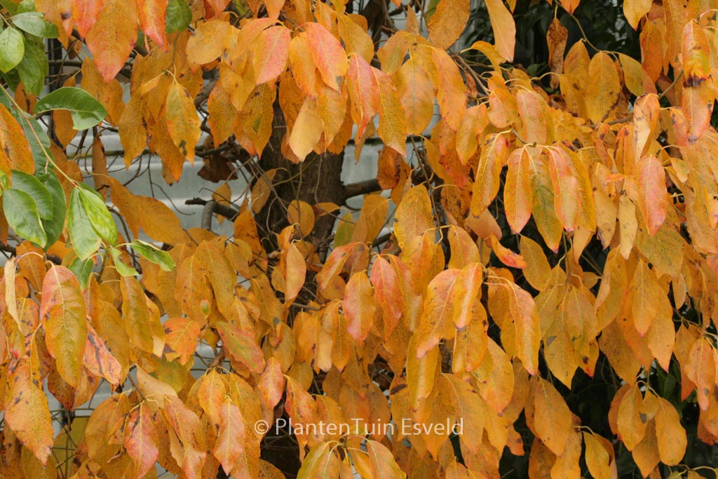 Nyssa sylvatica 'Jermyn's Flame'