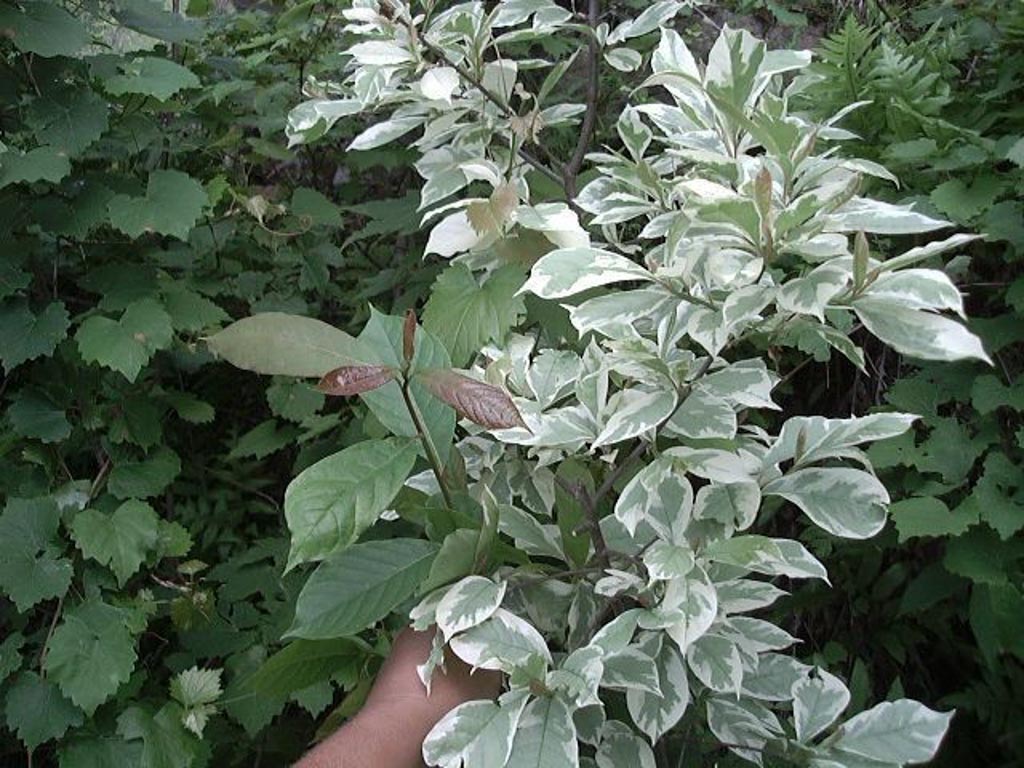 Nyssa sylvatica 'Sheri's Cloud'