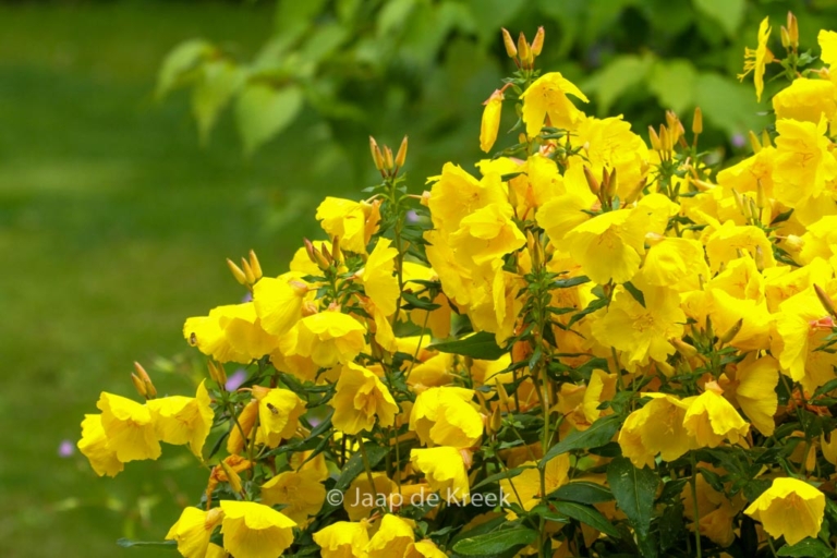 Oenothera fruticosa