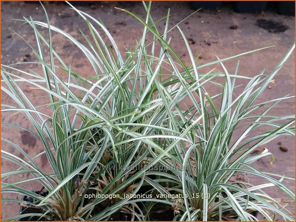Ophiopogon japonicus 'Variegatus'