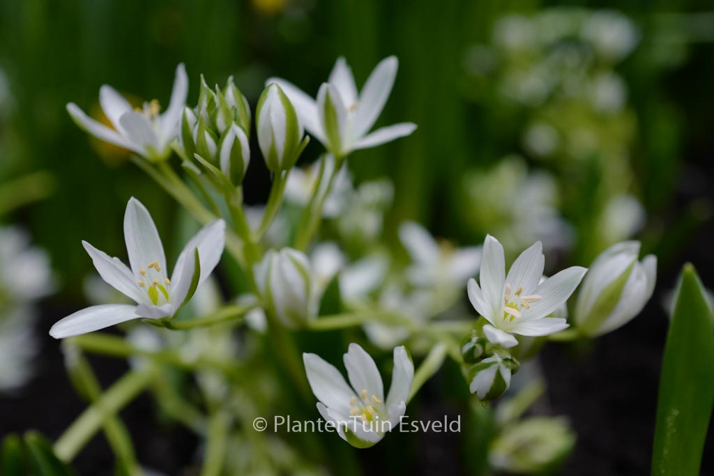 Ornithogalum balansae