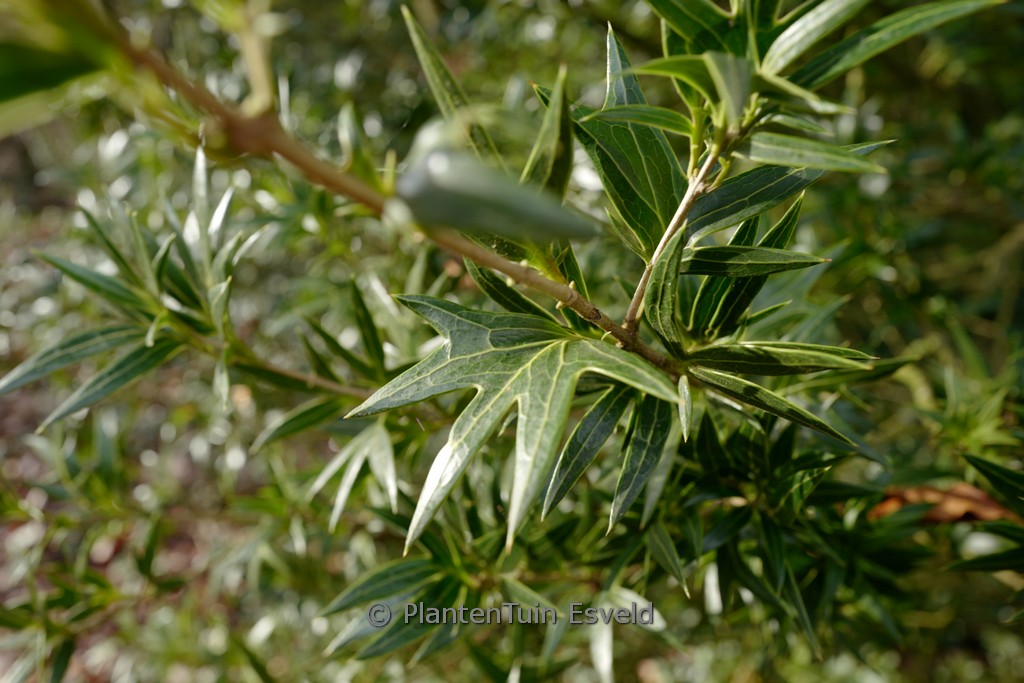 Osmanthus heterophyllus 'Sasaba'