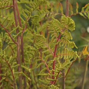 Osmunda regalis 'Purpurascens'
