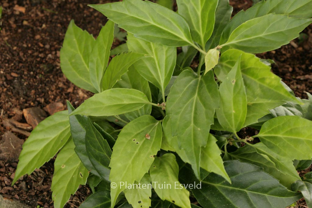 Pachysandra axillaris 'Crug's Cover'