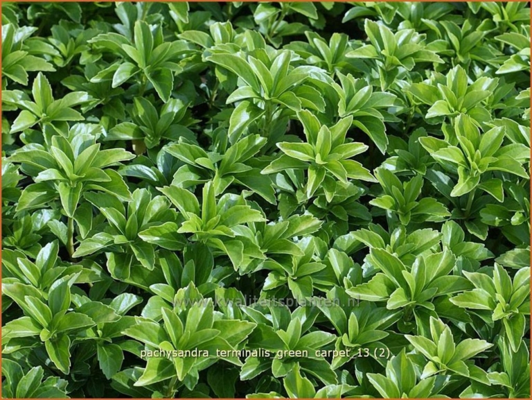 Pachysandra terminalis 'Green Carpet'