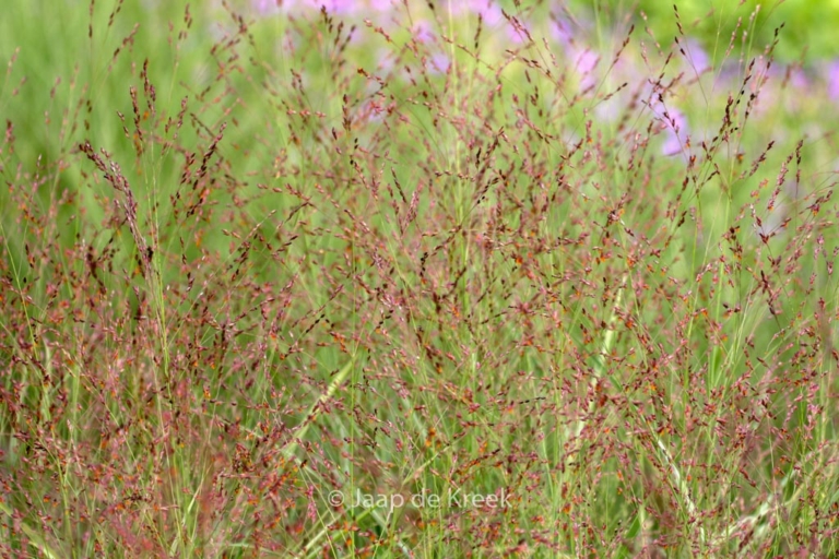 Panicum amarum 'Dewey Blue'