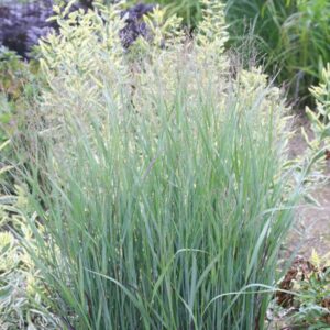 Panicum virgatum 'Heiliger Hain'