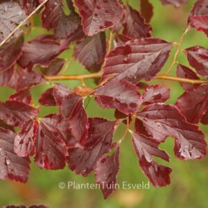 Parrotia subaequalis