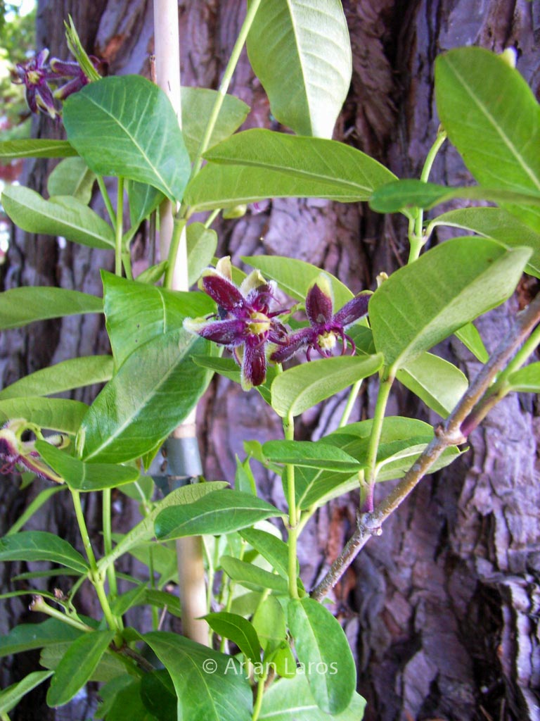 Periploca graeca