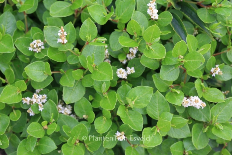 Persicaria kahil