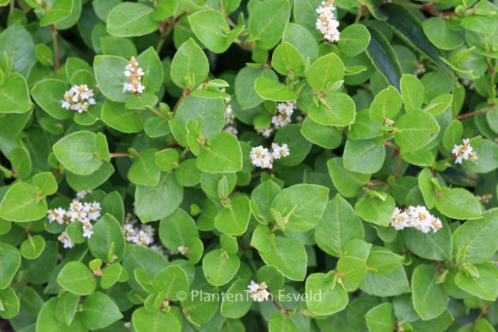 Persicaria kahil