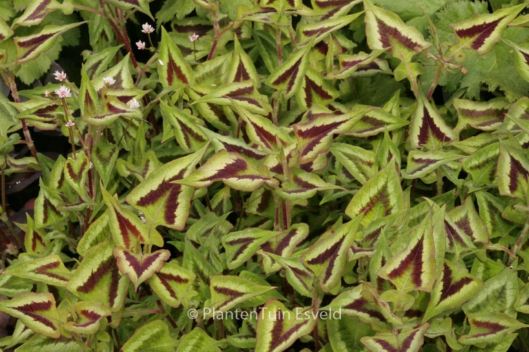 Persicaria microcephala 'Purple Fantasy'