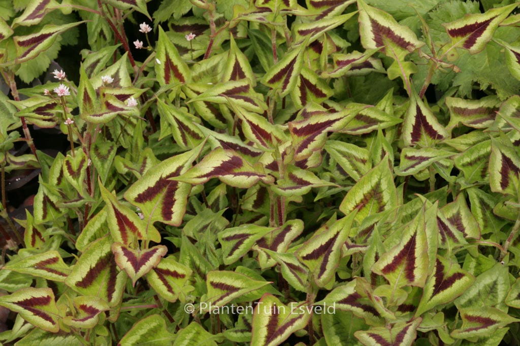 Persicaria microcephala 'Purple Fantasy'