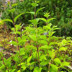 Philadelphus schrenkii jackii