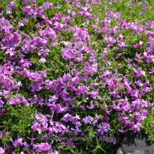 Phlox 'Amazing Grace' (Subulata groep)