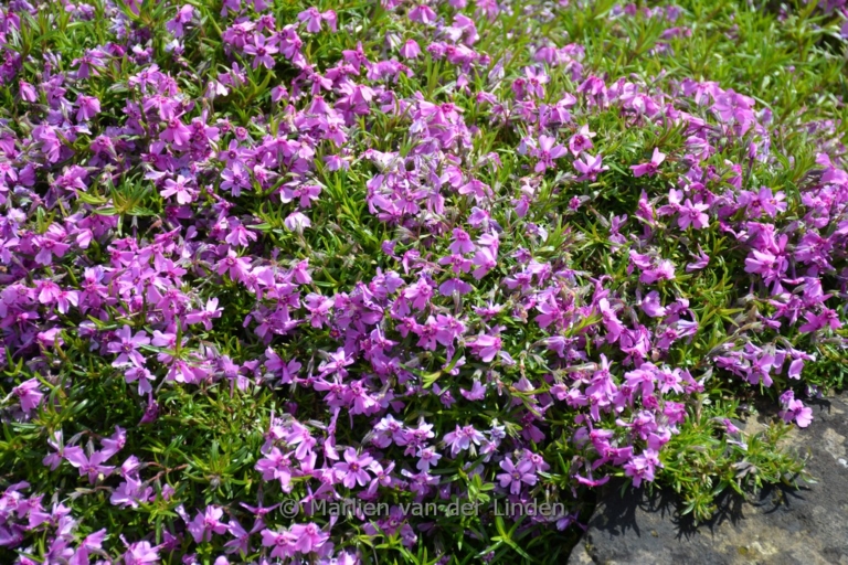 Phlox 'Amazing Grace' (Subulata groep)