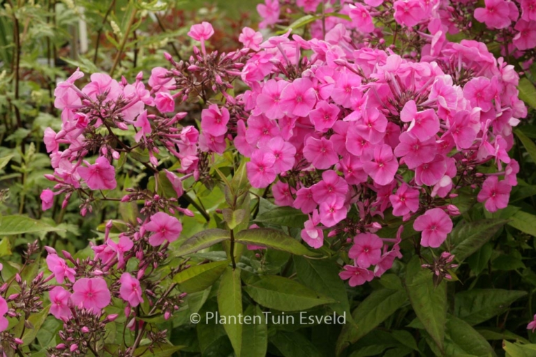 Phlox amplifolia 'Winnetou'