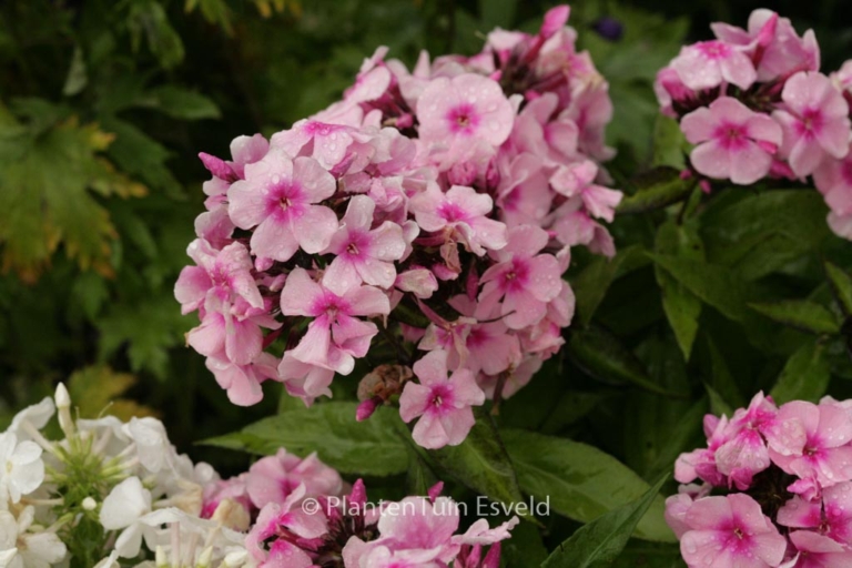 Phlox 'Bright Eyes' (Paniculata Group)