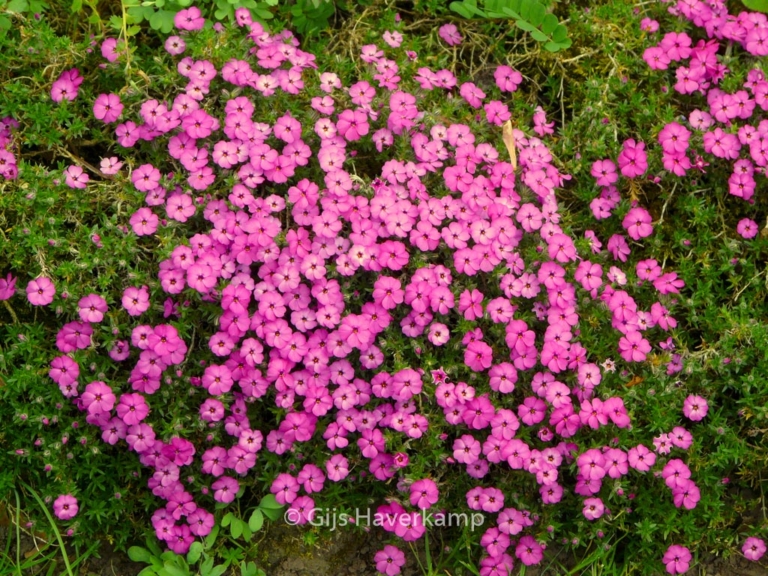 Phlox douglasii 'Crackerjack'