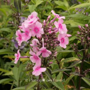 Phlox paniculata 'Barci' (MISS PEPPER)