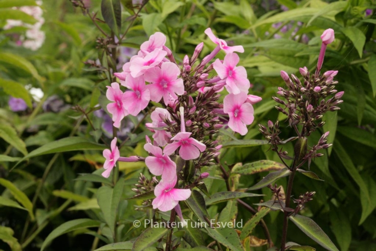 Phlox paniculata 'Barci' (MISS PEPPER)